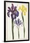 Irises, 18th Century-null-Framed Giclee Print