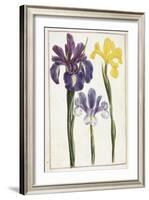 Irises, 18th Century-null-Framed Giclee Print