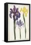 Irises, 18th Century-null-Framed Stretched Canvas