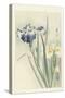 Irises, 1900-36 (Colour Woodcut)-Koson Ohara-Stretched Canvas