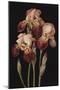 Irises, 2004-Jenny Barron-Mounted Giclee Print