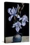 Irises, 2010-James Gillick-Stretched Canvas