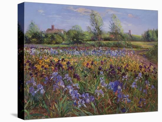 Irises and Burgate Green-Timothy Easton-Stretched Canvas