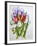 Irises and Roses, 2007-Joan Thewsey-Framed Giclee Print