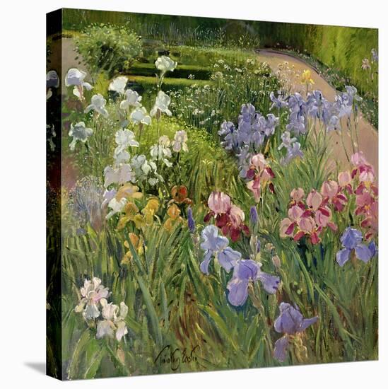 Irises at Bedfield-Timothy Easton-Stretched Canvas