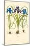 Irises Flowers-null-Mounted Poster