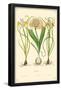 Irises Flowers-null-Framed Poster