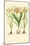 Irises Flowers-null-Mounted Poster