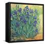 Irises in Bloom II-Tim OToole-Framed Stretched Canvas