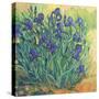 Irises in Bloom II-Tim OToole-Stretched Canvas