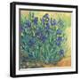 Irises in Bloom II-Tim OToole-Framed Art Print