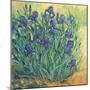 Irises in Bloom II-Tim OToole-Mounted Art Print
