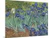 Irises in the Garden-Vincent van Gogh-Mounted Art Print