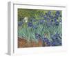 Irises in the Garden-Vincent van Gogh-Framed Giclee Print