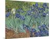 Irises in the Garden-Vincent van Gogh-Mounted Giclee Print