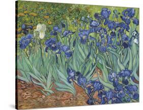 Irises in the Garden-Vincent van Gogh-Stretched Canvas