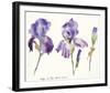 Irises in the Hotel Dieu-Hazel Soan-Framed Giclee Print