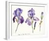 Irises in the Hotel Dieu-Hazel Soan-Framed Giclee Print