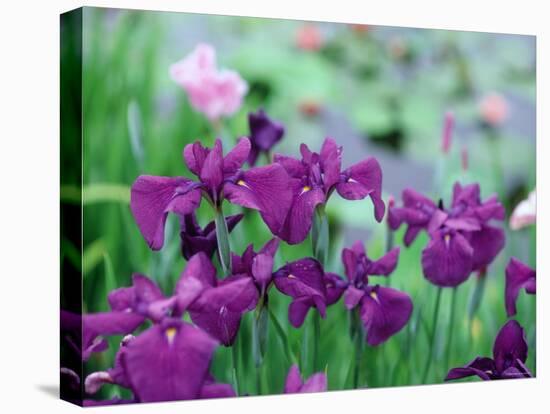 Irises, Kaju-Ji Temple, Kyoto, May, Japan-null-Stretched Canvas