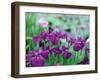 Irises, Kaju-Ji Temple, Kyoto, May, Japan-null-Framed Photographic Print