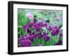 Irises, Kaju-Ji Temple, Kyoto, May, Japan-null-Framed Photographic Print