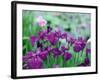 Irises, Kaju-Ji Temple, Kyoto, May, Japan-null-Framed Photographic Print