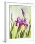 Irises, Oil Painting On Canvas-Valenty-Framed Art Print