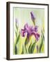 Irises, Oil Painting On Canvas-Valenty-Framed Art Print