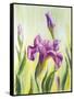 Irises, Oil Painting On Canvas-Valenty-Framed Stretched Canvas
