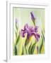 Irises, Oil Painting On Canvas-Valenty-Framed Art Print