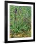 Irises-Vincent van Gogh-Framed Art Print