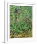 Irises-Vincent van Gogh-Framed Art Print