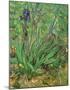 Irises-Vincent van Gogh-Mounted Art Print