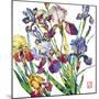 Irises-Sofia Perina-Miller-Mounted Giclee Print