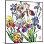 Irises-Sofia Perina-Miller-Mounted Giclee Print