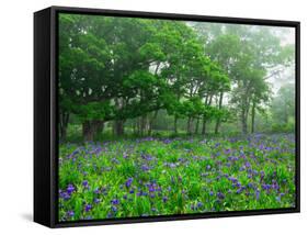 Irises-null-Framed Stretched Canvas