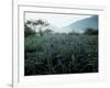 Irises-null-Framed Photographic Print