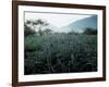 Irises-null-Framed Photographic Print