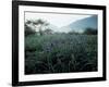 Irises-null-Framed Photographic Print