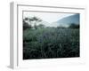 Irises-null-Framed Photographic Print