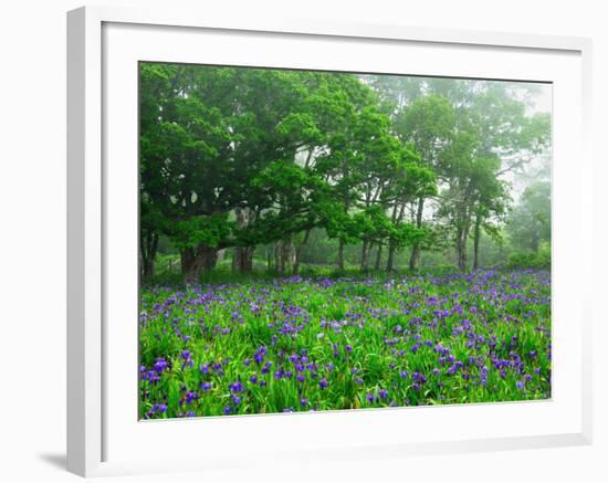 Irises-null-Framed Photographic Print