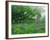 Irises-null-Framed Photographic Print