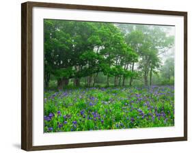 Irises-null-Framed Photographic Print