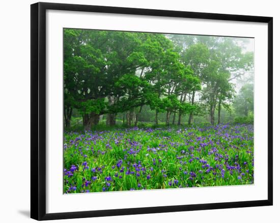 Irises-null-Framed Photographic Print