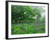 Irises-null-Framed Photographic Print