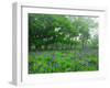 Irises-null-Framed Photographic Print