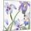 Irises-Sheila Golden-Mounted Premium Giclee Print