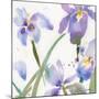 Irises-Sheila Golden-Mounted Premium Giclee Print