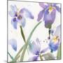 Irises-Sheila Golden-Mounted Art Print