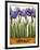 Irises-Daniel Patrick Kessler-Framed Giclee Print